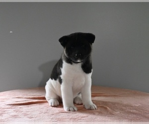 Akita Puppy for sale in MILLERSBURG, OH, USA