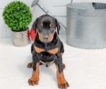 Puppy Charlie Doberman Pinscher