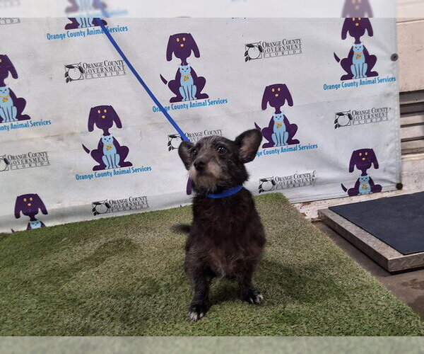 Medium Photo #1 Norfolk Terrier Puppy For Sale in Orlando, FL, USA