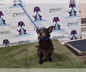 Norfolk Terrier Dogs for adoption in Orlando, FL, USA