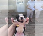 Small #7 Boston Terrier