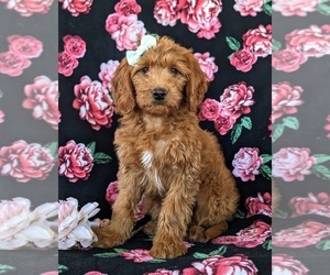 Goldendoodle (Miniature) Puppy for sale in QUARRYVILLE, PA, USA