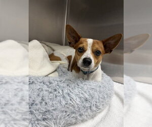 Chihuahua-Unknown Mix Dogs for adoption in Naples, FL, USA
