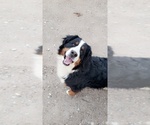 Small Photo #2 Bernese Mountain Dog Puppy For Sale in DELTA, CO, USA