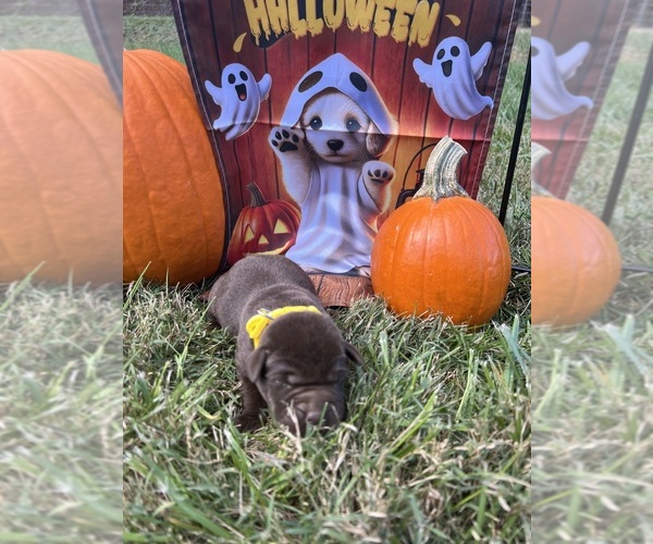 Medium Photo #3 Labrador Retriever Puppy For Sale in NEOLA, WV, USA
