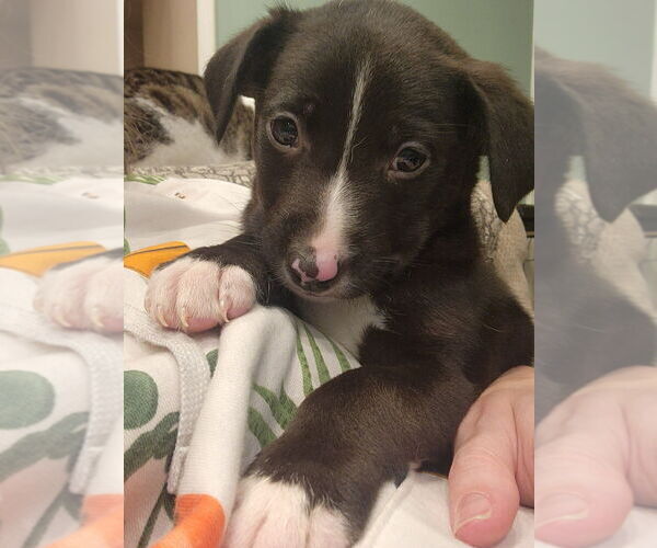 Medium Photo #5 Borador Puppy For Sale in Dana Point, CA, USA