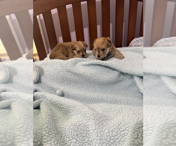 Medium Photo #1 Yorkshire Terrier Puppy For Sale in BENSON, NC, USA