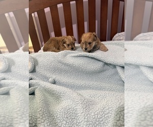 Yorkshire Terrier Puppy for sale in BENSON, NC, USA