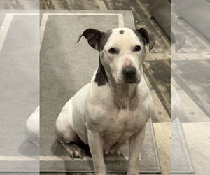 Mutt Dogs for adoption in Mount Pleasant, SC, USA