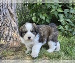 Small Photo #1 Great Bernese Puppy For Sale in ELGIN, OR, USA
