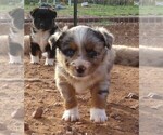 Puppy BMF 1 Miniature Australian Shepherd