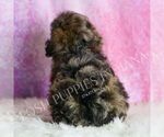 Small Photo #64 Poodle (Toy) Puppy For Sale in WARSAW, IN, USA