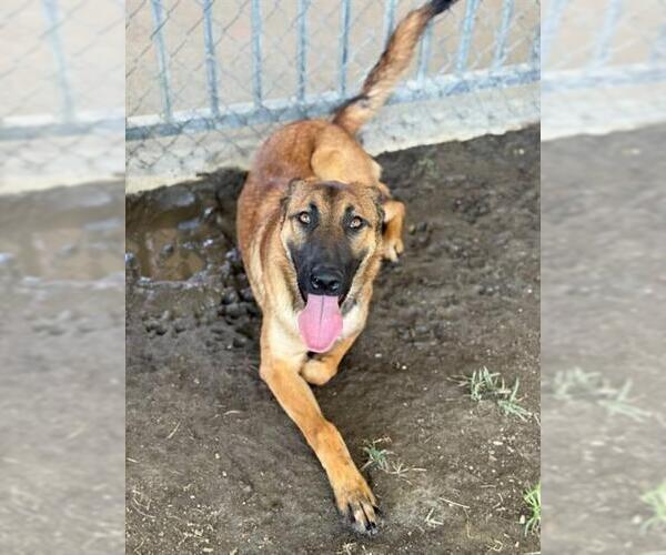 Medium Photo #2 Mutt Puppy For Sale in Riverside, CA, USA