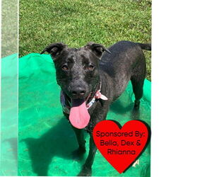 Mutt Dogs for adoption in San Leon, TX, USA