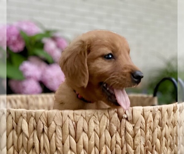 Medium Photo #19 Golden Retriever Puppy For Sale in BUFFALO, MO, USA