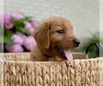 Puppy Pink Girl Golden Retriever