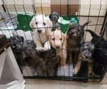 Small Photo #14 Labradoodle Puppy For Sale in SAN ANTONIO, TX, USA
