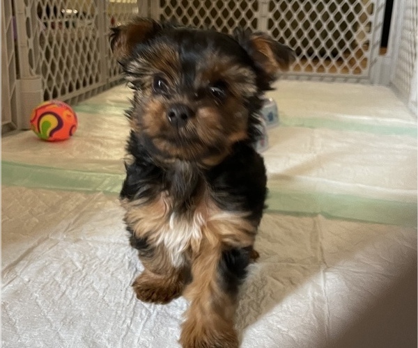 Medium Photo #2 Yorkshire Terrier Puppy For Sale in MURRAYVILLE, GA, USA