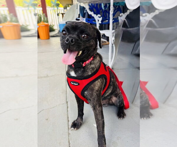 Medium Photo #4 Pug-Unknown Mix Puppy For Sale in Marina Del Rey, CA, USA