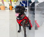 Small #3 Pug Mix