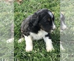 Small Photo #10 Bernedoodle Puppy For Sale in BOWLING GREEN, KY, USA