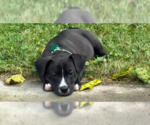 Small #1 Labrador Retriever Mix