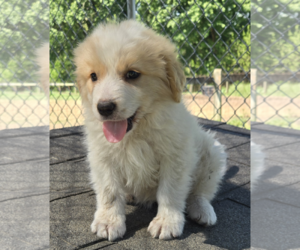 Great Pyrenees-Unknown Mix Dogs for adoption in Unionville, PA, USA
