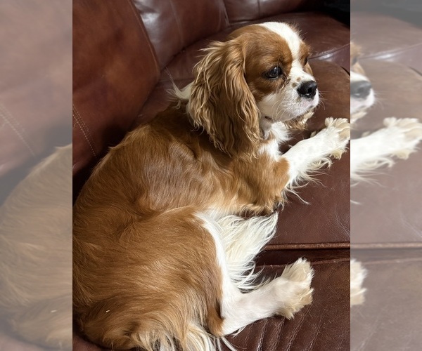 Medium Photo #4 Cavalier King Charles Spaniel Puppy For Sale in ABILENE, TX, USA