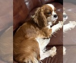 Small #3 Cavalier King Charles Spaniel