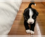 Puppy Ripple Border Collie