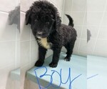 Small Photo #3 Bernedoodle Puppy For Sale in CLARE, IL, USA