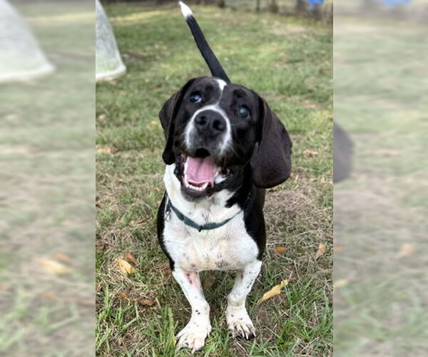 Medium Photo #2 Basset Hound-Unknown Mix Puppy For Sale in Deepwater, NJ, USA