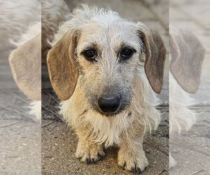 Dachshund Dogs for adoption in Bon Carbo, CO, USA