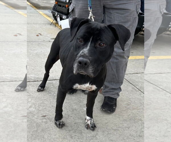 Medium Photo #1 American Pit Bull Terrier-American Staffordshire Terrier Mix Puppy For Sale in Chester, VA, USA