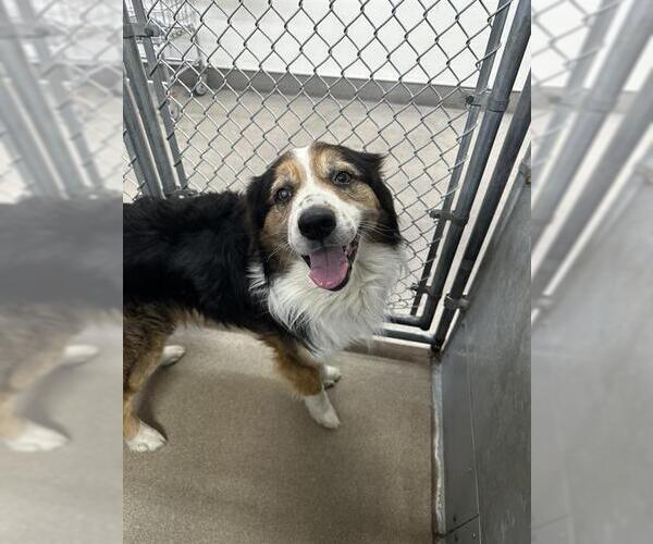 Medium Photo #1 Australian Shepherd-Unknown Mix Puppy For Sale in HESPERIA, CA, USA