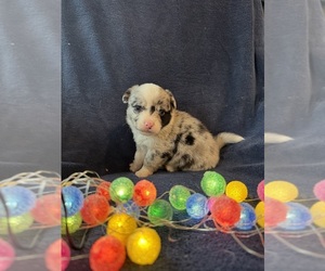 Chi-Corgi Puppy for sale in SHERMAN, TX, USA