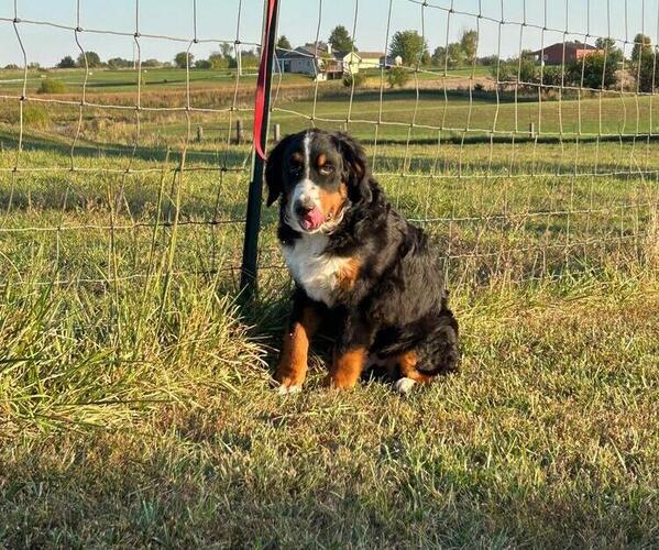 Medium Photo #2 Bernese Mountain Dog Puppy For Sale in KIRKSVILLE, MO, USA