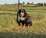 Small #1 Bernese Mountain Dog