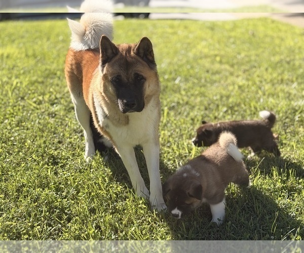 Medium Photo #1 Akita Puppy For Sale in CLINTON, MD, USA