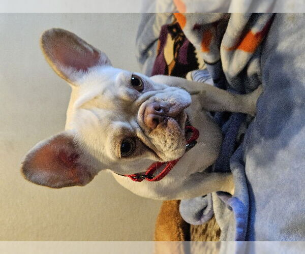 Medium Photo #6 French Bulldog Puppy For Sale in Lake Elsinore, CA, USA