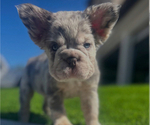 Small #3 French Bulldog