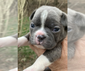 Boston Terrier Puppy for sale in FAYETTEVILLE, TN, USA