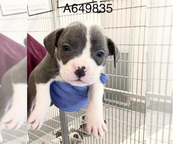 Medium Photo #4 Mutt Puppy For Sale in Houston, TX, USA