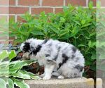 Small #1 Miniature Australian Shepherd