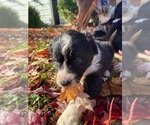 Small Photo #21 Australian Shepherd-F2 Aussiedoodle Mix Puppy For Sale in RALEIGH, NC, USA