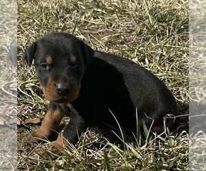 Doberman Pinscher Puppy for sale in MARYSVILLE, IN, USA