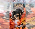 Small #9 Yorkshire Terrier