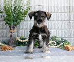 Puppy Jacob Schnauzer (Miniature)