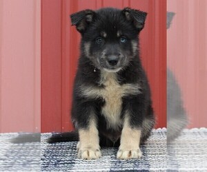 Pomsky Puppy for sale in FREDERICKSBURG, OH, USA