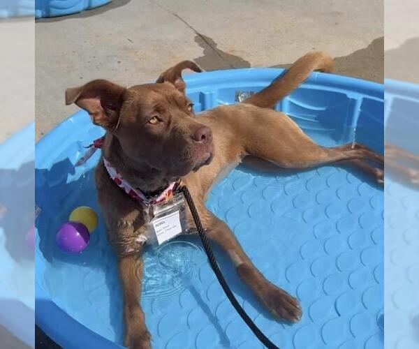 Medium Photo #7 Mutt Puppy For Sale in San Diego, CA, USA